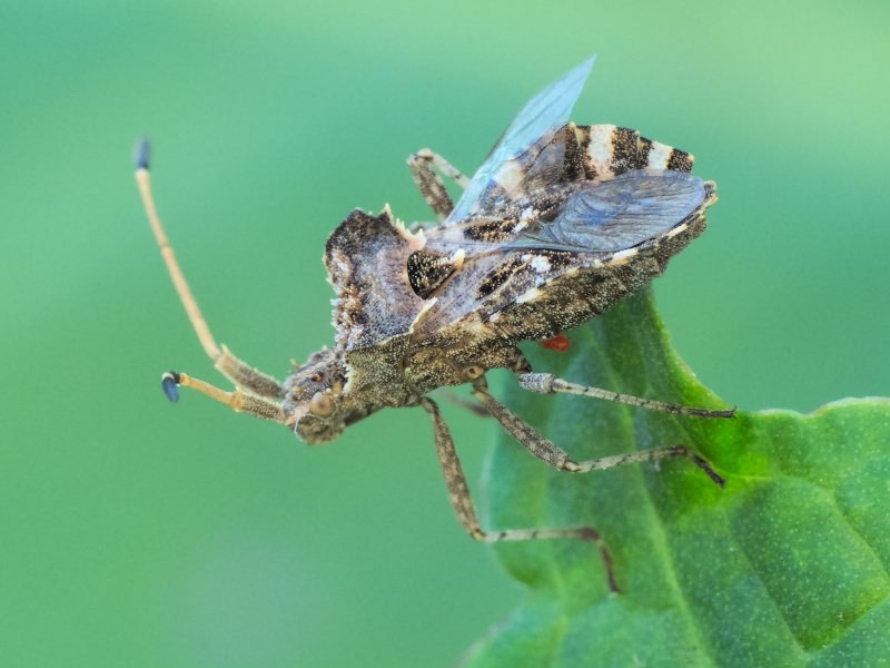 Centrocoris spiniger (Fabricius, 1781)